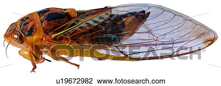 Stock Image - specimen, insect, bugs, worms, arthropod, cicadas. Fotosearch