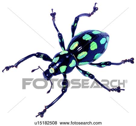 specimen, insect, worm, bugs, bug, elytrum, weevil View Large Photo Image Stock Photo - specimen, insect, worm, bugs, bug, elytrum, weevil. Fotosearch
