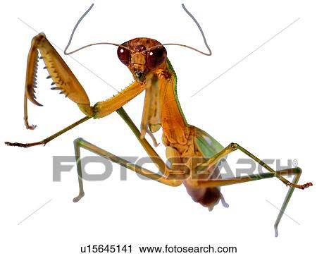 Stock Image - specimen, worms, bugs, mantis, insect. Fotosearch