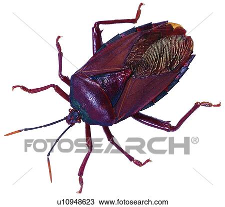 stink bug, bugs, worm, worms, destructive insects, bug View Large Photo Image Stock Image - stink bug, bugs, worm, worms, destructive insects, bug. Fotosearch