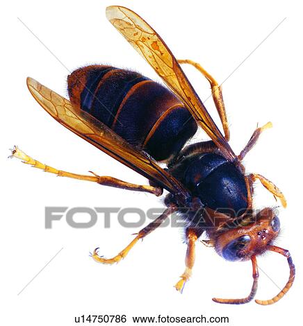Stock Photograph - wasp, bugs, worm, specimen, insects, arthropod. Fotosearch