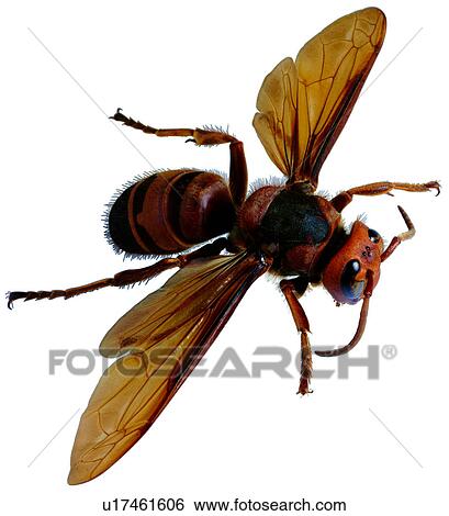 wasp, insect, arthropod, worm, bees, hornet, bug View Large Photo Image Stock Photograph - wasp, insect, arthropod, worm, bees, hornet, bug. Fotosearch