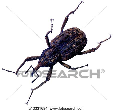Picture - weevil, insects, worms, bugs, harmful insects, arthropod. Fotosearch