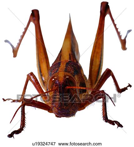 worm, arthropod, harmful insects, bug, insects View Large Photo Image Stock Photo - worm, arthropod, harmful insects, bug, insects. Fotosearch