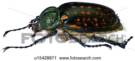 worm, arthropod, specimen, bug, worms, insect View Large Photo Image Stock Image - worm, arthropod, specimen, bug, worms, insect. Fotosearch