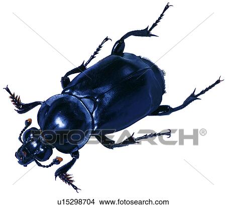 Picture - worm, arthropod, specimen, worms, insect, bug. Fotosearch