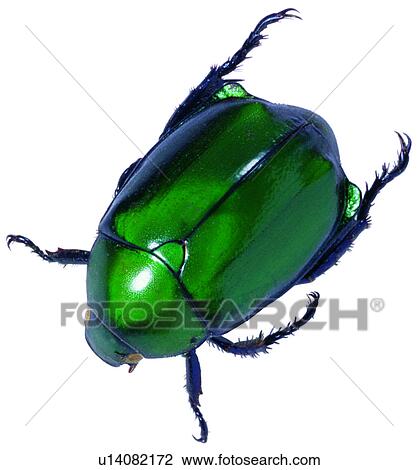 Stock Image - worm, beetle, insects, scarab, worms, specimen, harmful insects. Fotosearch