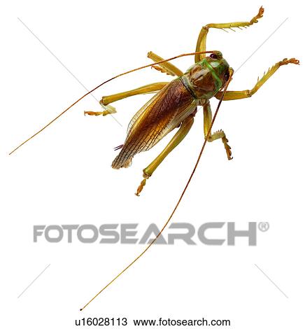 worm, bug, worms, specimen, insects, arthropod View Large Photo Image Stock Image - worm, bug, worms, specimen, insects, arthropod. Fotosearch