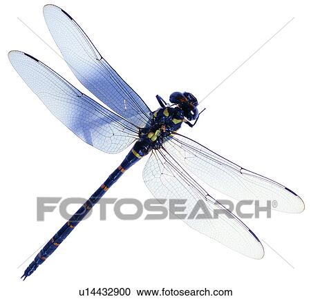 Stock Image - worm, insect, bug, insects, dragonfly, arthropod. Fotosearch