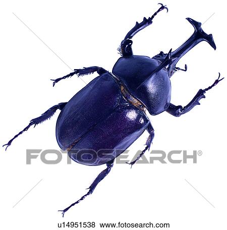Stock Photo - worm, specimen, arthropod, insects, insect, worms, beetle. Fotosearch