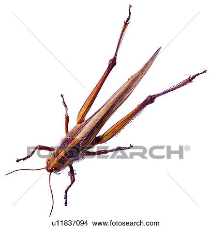 worm, specimen, bug, arthropod, worms, insects View Large Photo Image Picture - worm, specimen, bug, arthropod, worms, insects. Fotosearch