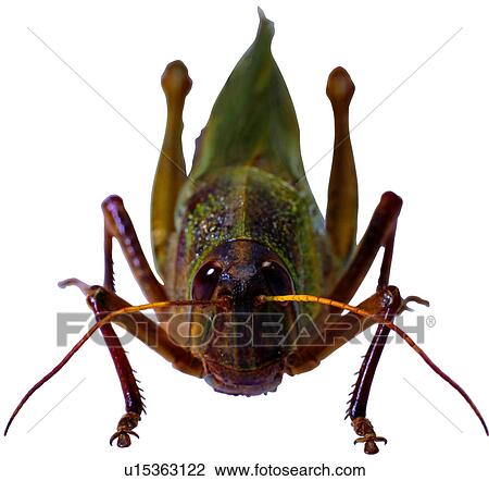 Stock Image - worm, specimen, bug, insects, locust, arthropod. Fotosearch