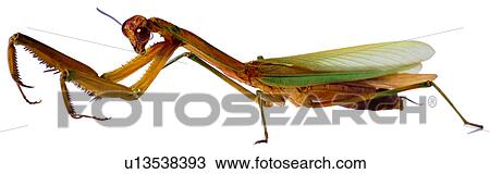 Stock Image - worm, worms, arthropod, bugs, mantis, bug. Fotosearch