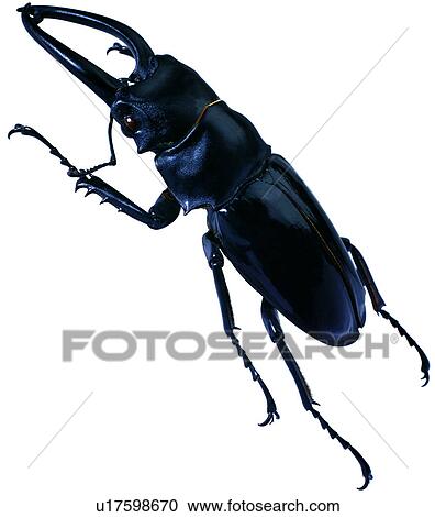 Stock Image - worms, arthropod, bug, insects, specimen, bugs. Fotosearch