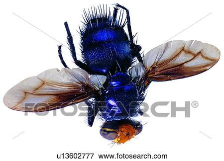 worms, bugs, specimen, insect, arthropod, bug View Large Photo Image Stock Photo - worms, bugs, specimen, insect, arthropod, bug. Fotosearch