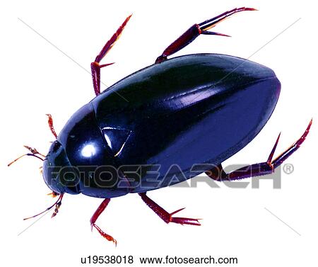 Stock Photo - worms, insects, worm, arthropod, specimen. Fotosearch