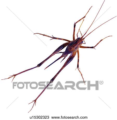 Stock Image - worms, specimen, insect, insects, arthropod. Fotosearch