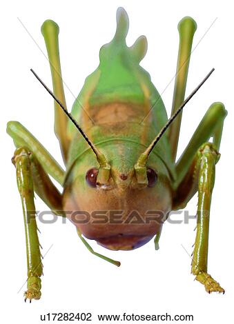 Stock Image - worms, worm, bug, insects, katydid, bugs. Fotosearch