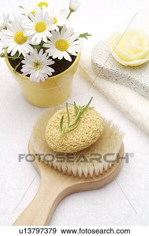 Bath sponge on the brush beside marguerites View Large Photo Image Stock Photo - Bath sponge on the brush beside marguerites. Fotosearch