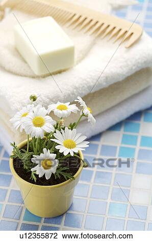 Marguerites beside folded towel with comb and soap on top View Large Photo Image Stock Image - Marguerites beside folded towel with comb and soap on top. Fotosearch