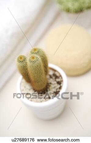 Stock Photograph - Pot culture beside bath sponge. Fotosearch
