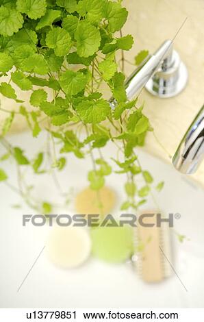 Stock Image - Pot culture on the bathroom sink. Fotosearch