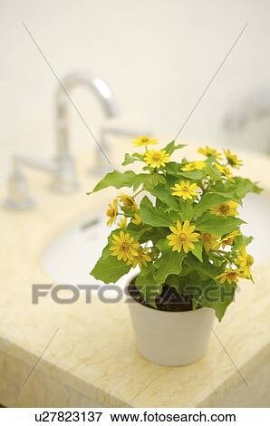 Stock Photo - Pot culture on the bathroom sink. Fotosearch