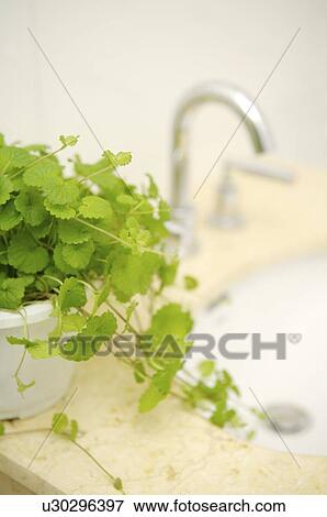 Pot culture on the edge of bathtub View Large Photo Image Stock Photo - Pot culture on the edge of bathtub. Fotosearch