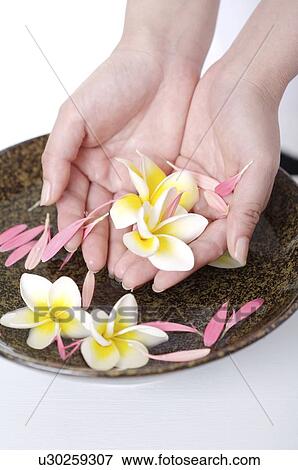 Stock Photo - Woman holding frangipani in her cupped hands. Fotosearch