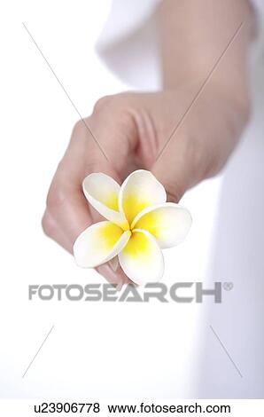 Woman holding frangipani View Large Photo Image Stock Photo - Woman holding frangipani. Fotosearch