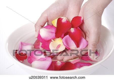 Woman holding rose petals in her cupped hands View Large Photo Image Stock Image - Woman holding rose petals in her cupped hands. Fotosearch