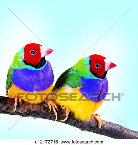 Stock Photograph - , baby, bird, branch, animal, birds on the branch, pet. Fotosearch