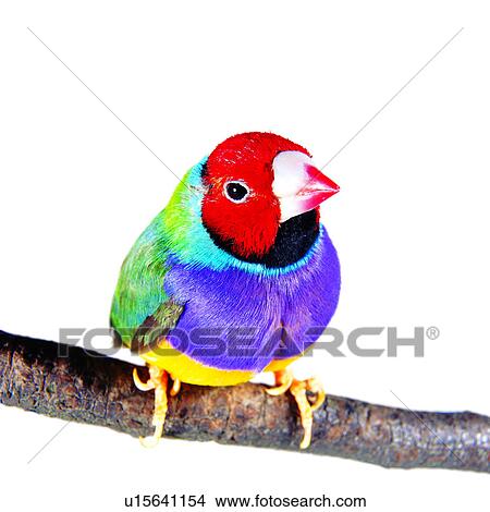 Picture - , baby, pet, birds on the branch, bird, branch, mannikin. Fotosearch