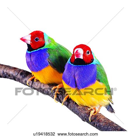 , birds on the branch, animal, branch, pet, bird, baby View Large Photo Image Stock Image - , birds on the branch, animal, branch, pet, bird, baby. Fotosearch