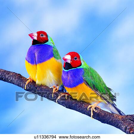 , birds on the branch, baby, bird, pet, animal, branch View Large Photo Image Picture - , birds on the branch, baby, bird, pet, animal, branch. Fotosearch
