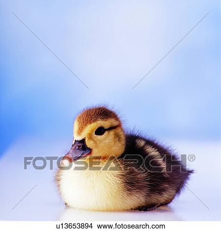 Picture - likeable, pretty, animal, lovely, dear, pet. Fotosearch
