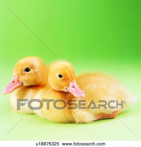 Stock Photography - likeable, pretty, pet, lovable, baby, lovely, dear. Fotosearch