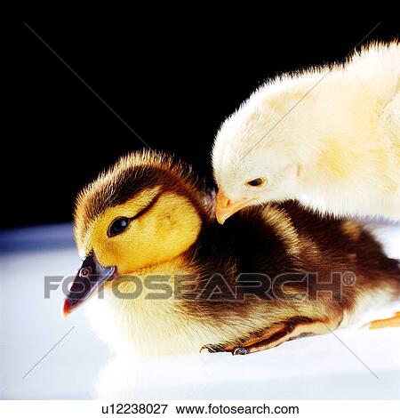 lovely, pet, dear, animal, baby, chicken View Large Photo Image Stock Photo - lovely, pet, dear, animal, baby, chicken. Fotosearch