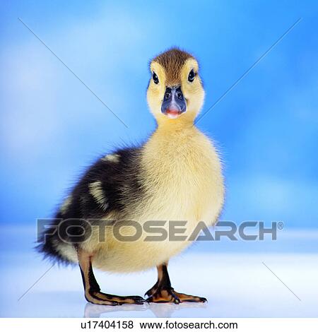 pretty, pet, likeable, baby, chicken, lovely, animal View Large Photo Image Stock Photo - pretty, pet, likeable, baby, chicken, lovely, animal. Fotosearch