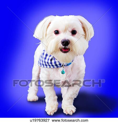 犬 首 スカーフ で ボール 動物 黒い そして白い スカーフ マルタ人 犬 ペット 写真館 イメージ館 U19763927 Fotosearch