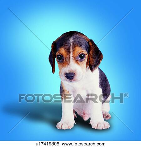 Stock Photograph - Beale, white, puppy, guilty, animals, dogs, sitting. Fotosearch