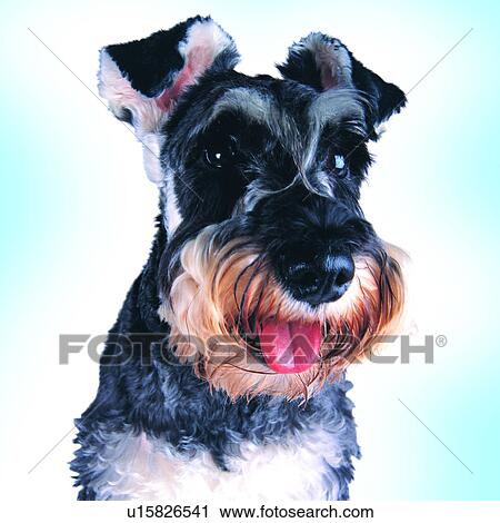 black and white, head view, pets, animals, alert, tame, Miniature Schnazer View Large Photo Image Stock Image - black and white, head view, pets, animals, alert, tame, Miniature Schnazer. Fotosearch