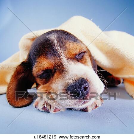 Stock Photo - blanket, pets, dogs, tame, animals, puppy, sleeping. Fotosearch