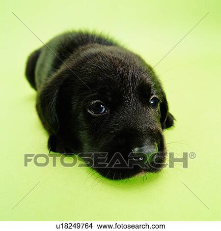 Butterfly Spaniel, lying on stomach, puppy, alert, black, animals, cuddly View Large Photo Image Picture - Butterfly Spaniel, lying on stomach, puppy, alert, black, animals, cuddly. Fotosearch