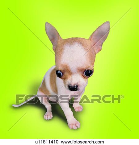 Stock Image - canine, spotted, sitting, pensive, big eyes, dogs, domestic animals. Fotosearch