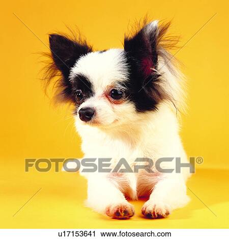 Stock Image - canine, tame, black ears, dogs, animals, puppy, pets. Fotosearch