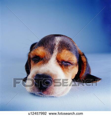 canine, tame, head, puppy, ears drooping, dogs, domestic animals View Large Photo Image Stock Image - canine, tame, head, puppy, ears drooping, dogs, domestic animals. Fotosearch