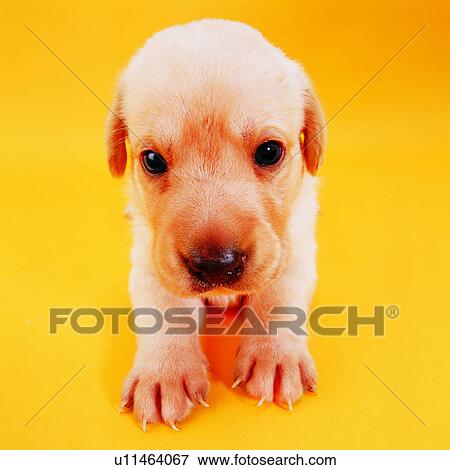 Stock Photo - canine, tame, soft, toenails, domestic animals, big paws, Labrador. Fotosearch