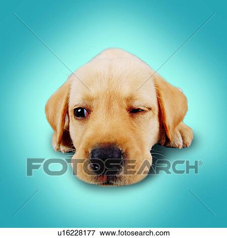 Stock Photo - canine, wink, tame, domestic animals, head view, pets, animals. Fotosearch
