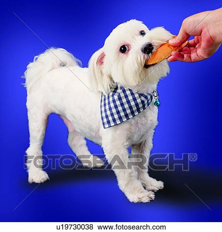 doggie treat, white, pets, black and white checked neck scarf, tugging on treat, animals, canine View Large Photo Image Stock Photo - doggie treat, white, pets, black and white checked neck scarf, tugging on treat, animals, canine. Fotosearch